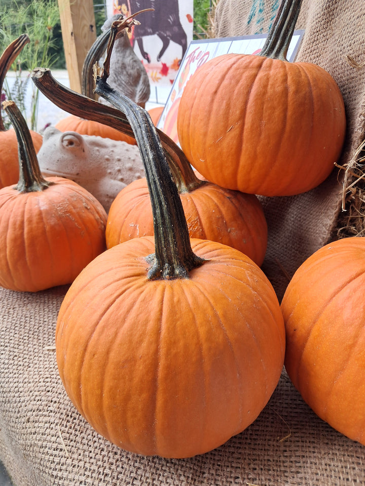 Pumpkin - Mini Jack - orange or white