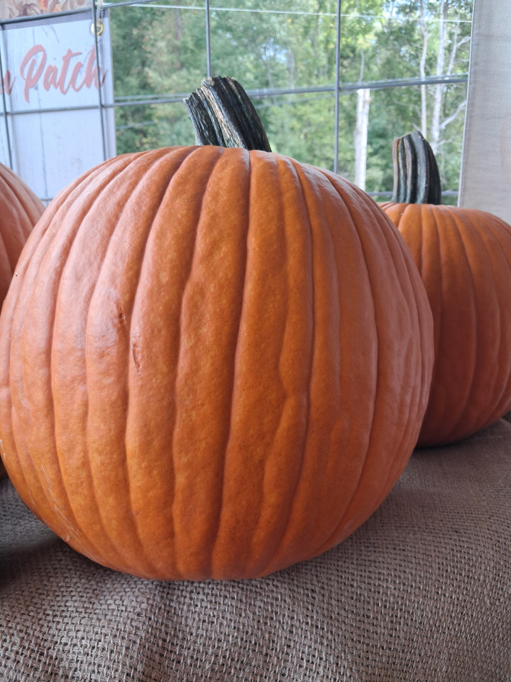 Pumpkins - Jack