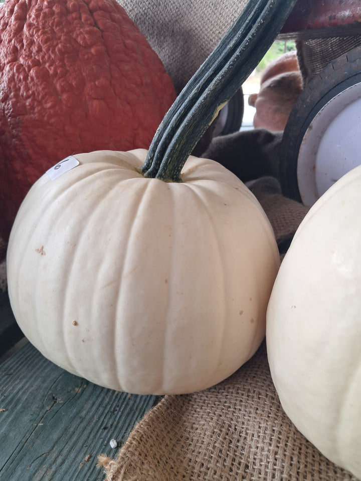 Pumpkin - Mini Jack - orange or white