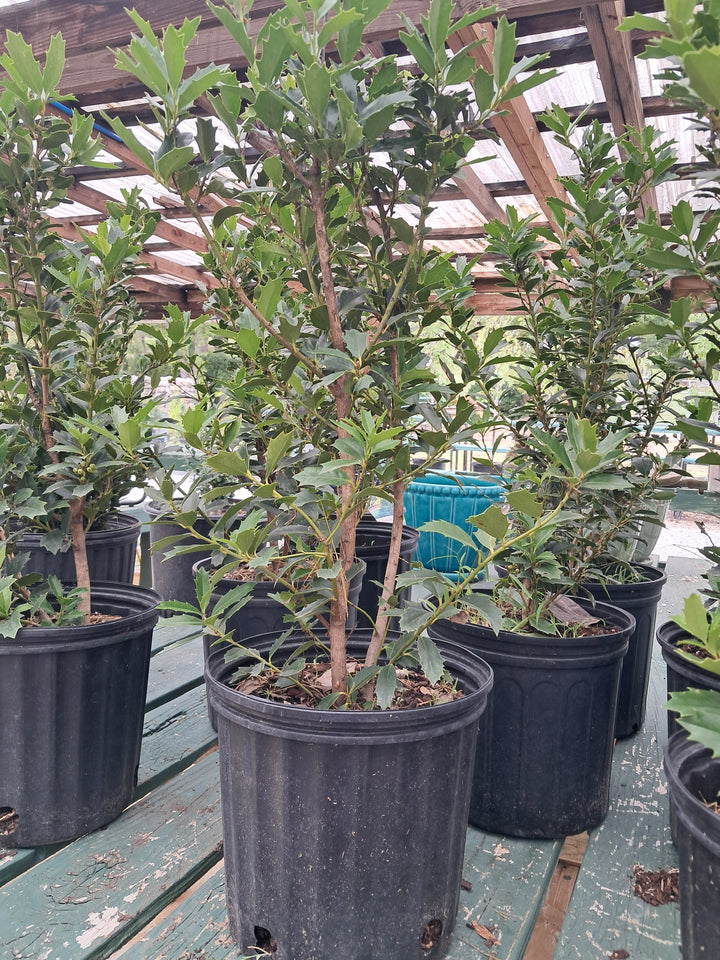 Ilex Holly - Oakleaf - 3G