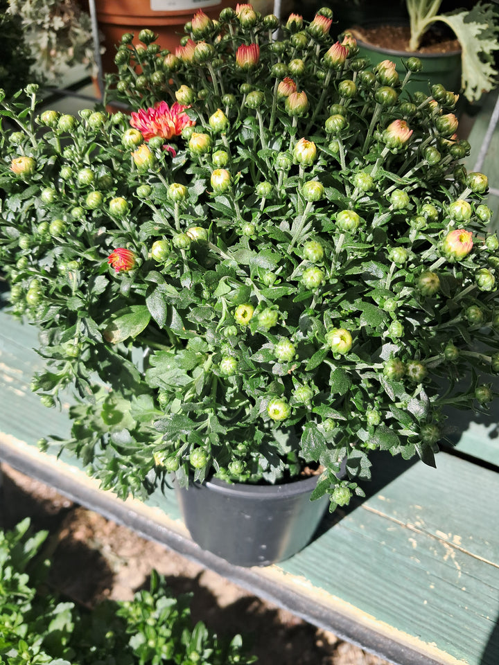 Mum Mini - quart size