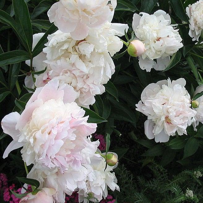 Paeonia lactiflora 'Myrtle Gentry' ~ Myrtle Gentry Peony