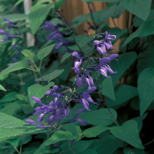 Salvia guaranitica 'Black and Blue' ~ Black and Blue Anise-Scented Sage