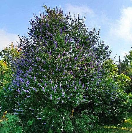 Vitex agnus-castus 'Shoal Creek’ ~ Shoal Creek Chaste Tree