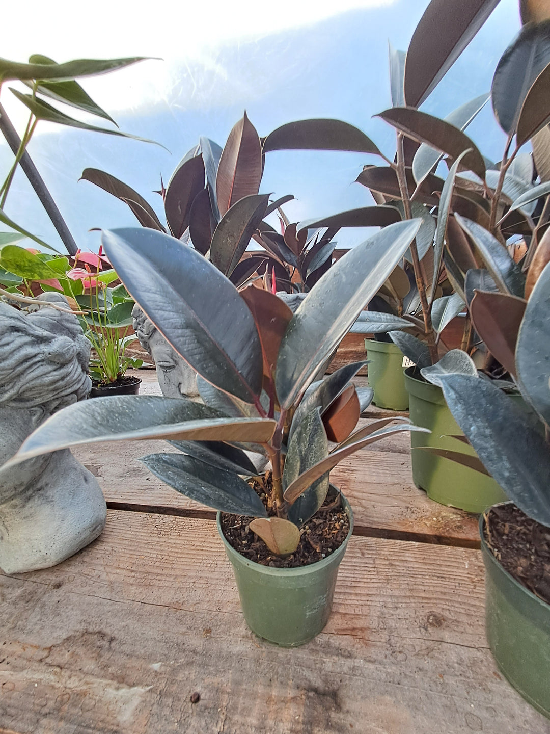 Rubber Tree - Houseplant 4"