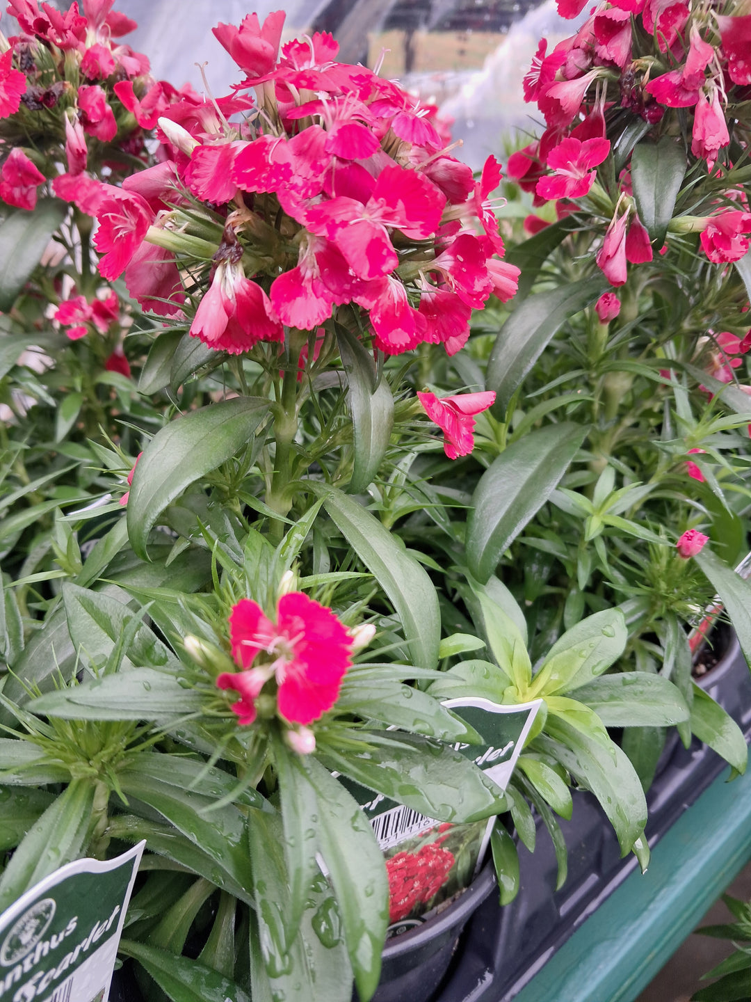 Accents & groundcovers 4"