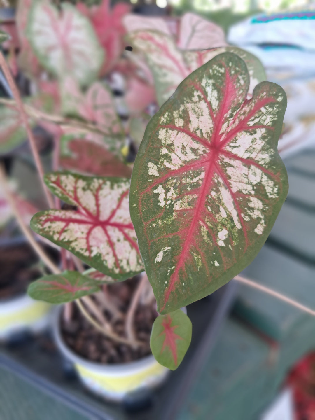 Caladium Assorted 4 inch
