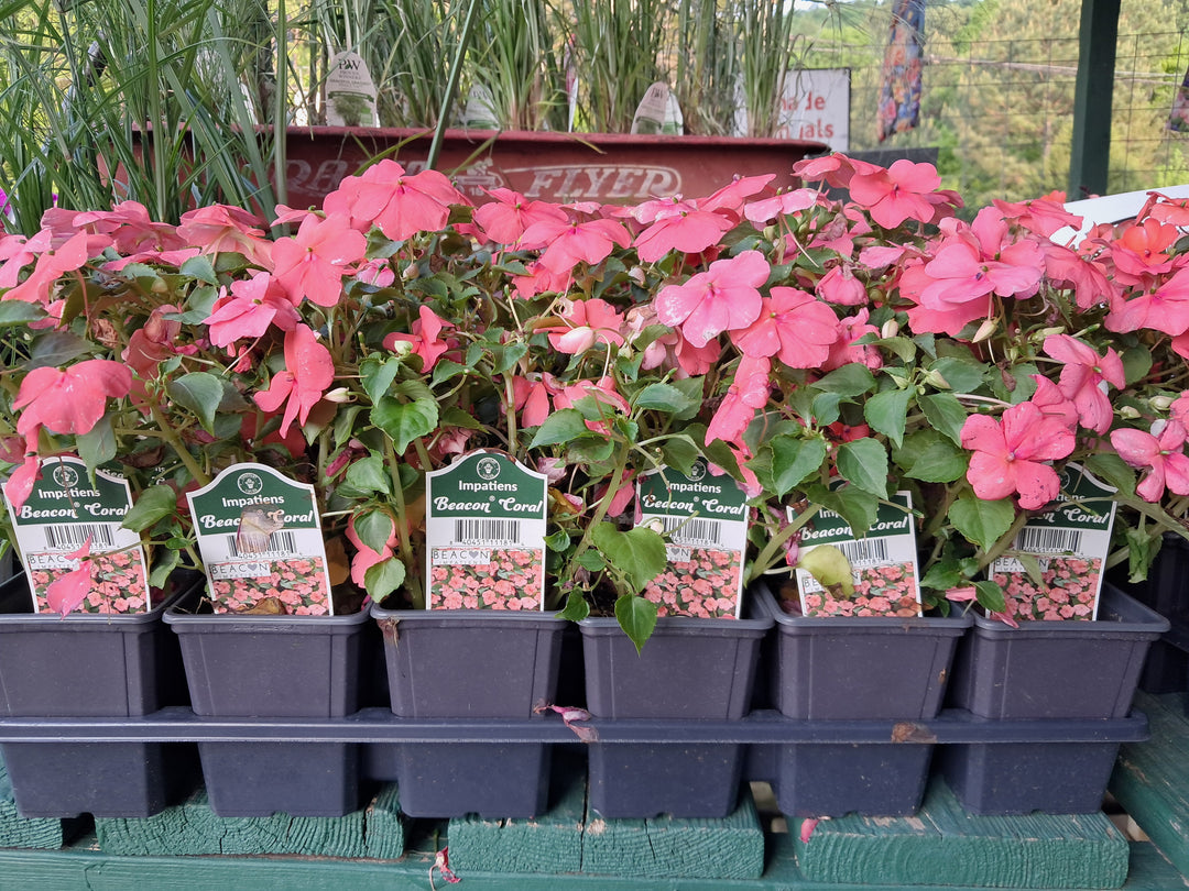 Impatiens Half Flat