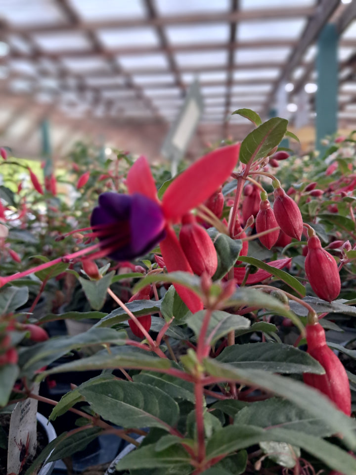 Fuchsia