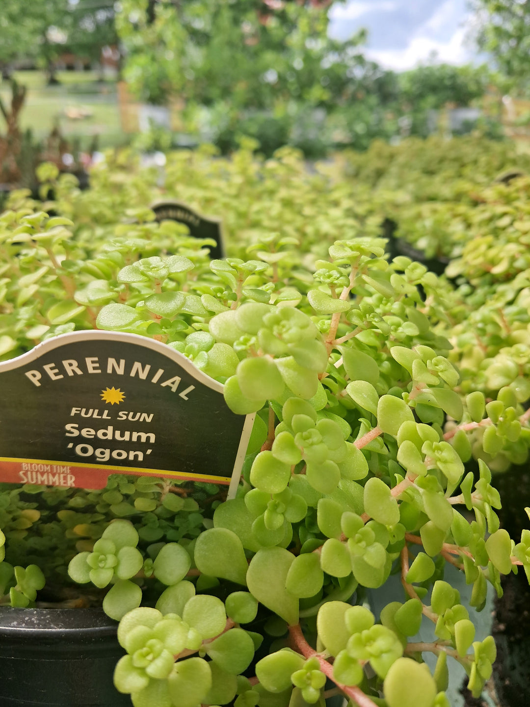 Sedum 'Ogon'