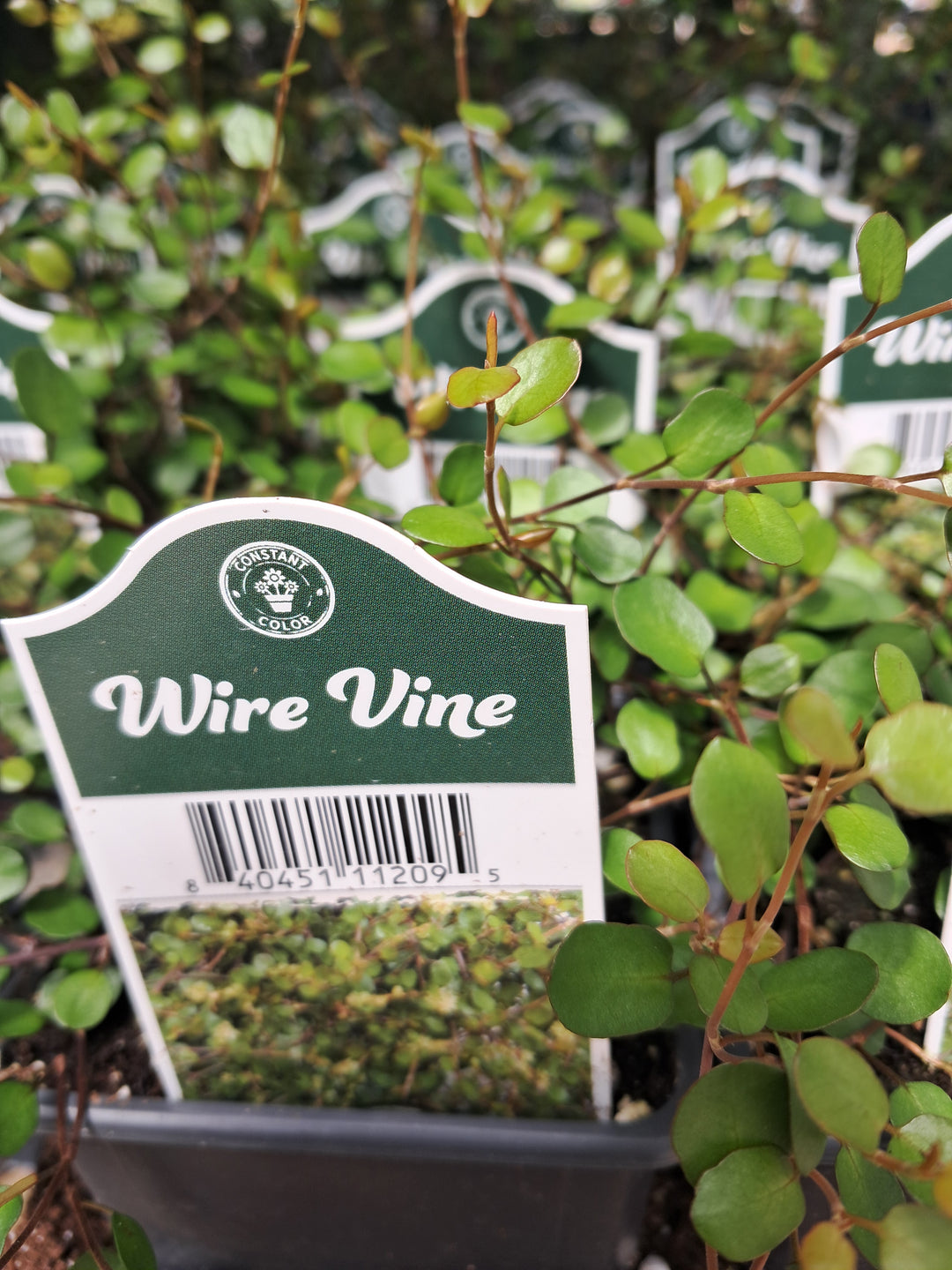 Creeping Wire Vine