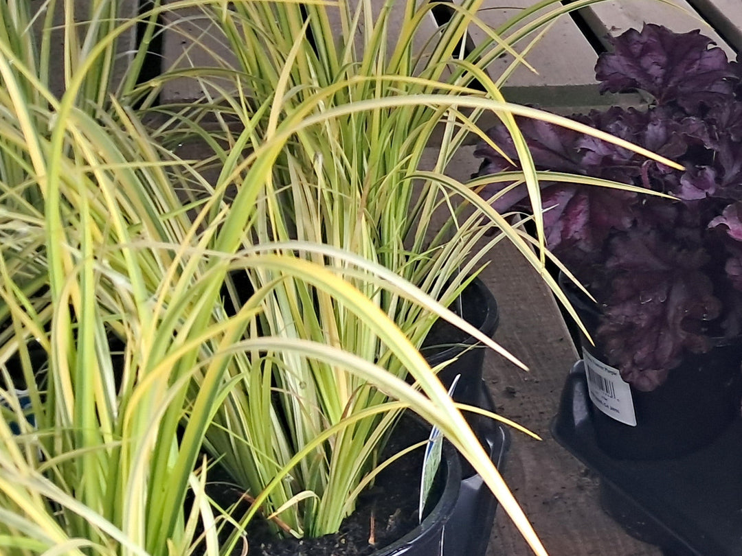 Ogon Grass