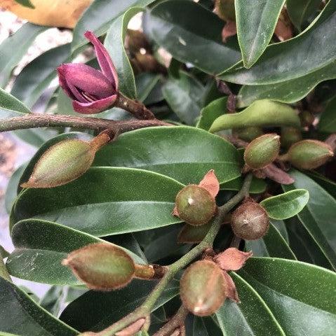 Magnolia figo 'Stellar Ruby' ~ Stellar Ruby Magnolia, Banana Shrub