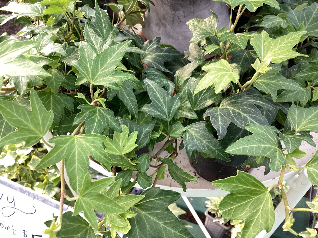 Ivy - Assorted 5"