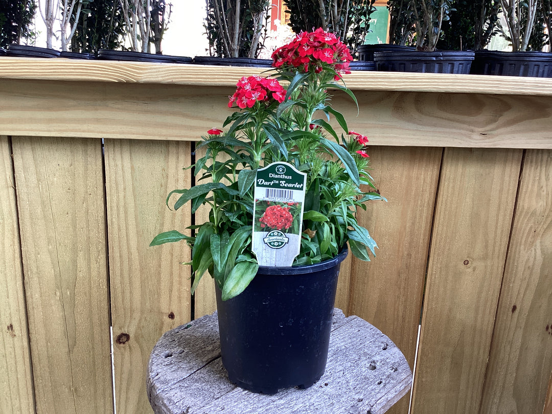 Perennial - 1 gallon