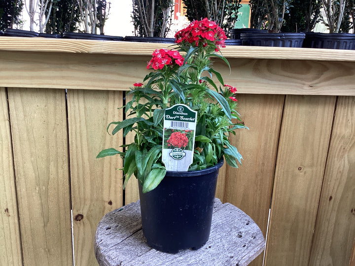 Perennial - 1 gallon
