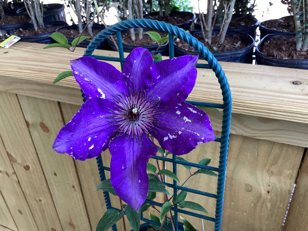 Clematis Vine - Assorted