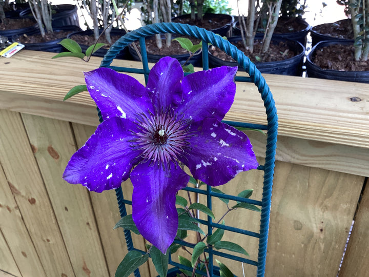 Clematis Vine - Assorted
