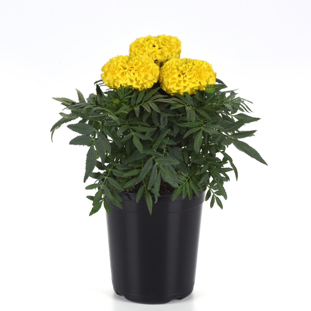 Tagetes erecta 'PAS106054' ~ Taishan® Yellow African Marigold