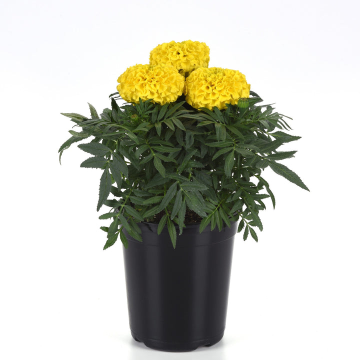 Tagetes erecta 'PAS106054' ~ Taishan® Yellow African Marigold