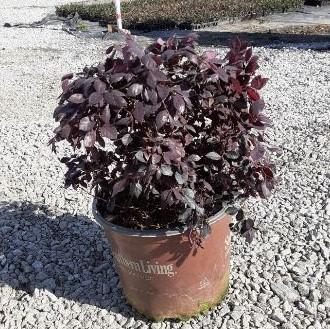 Loropetalum chinense 'Shang-hi' PP18,331 ~ Purple Diamond® Fringe Flower