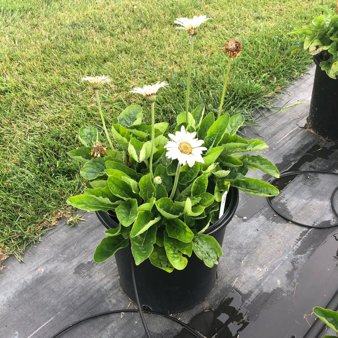 Gerbera 'Garvinea Sweet Frosting' ~ Garvinea® Sweet Frosting Gerbera