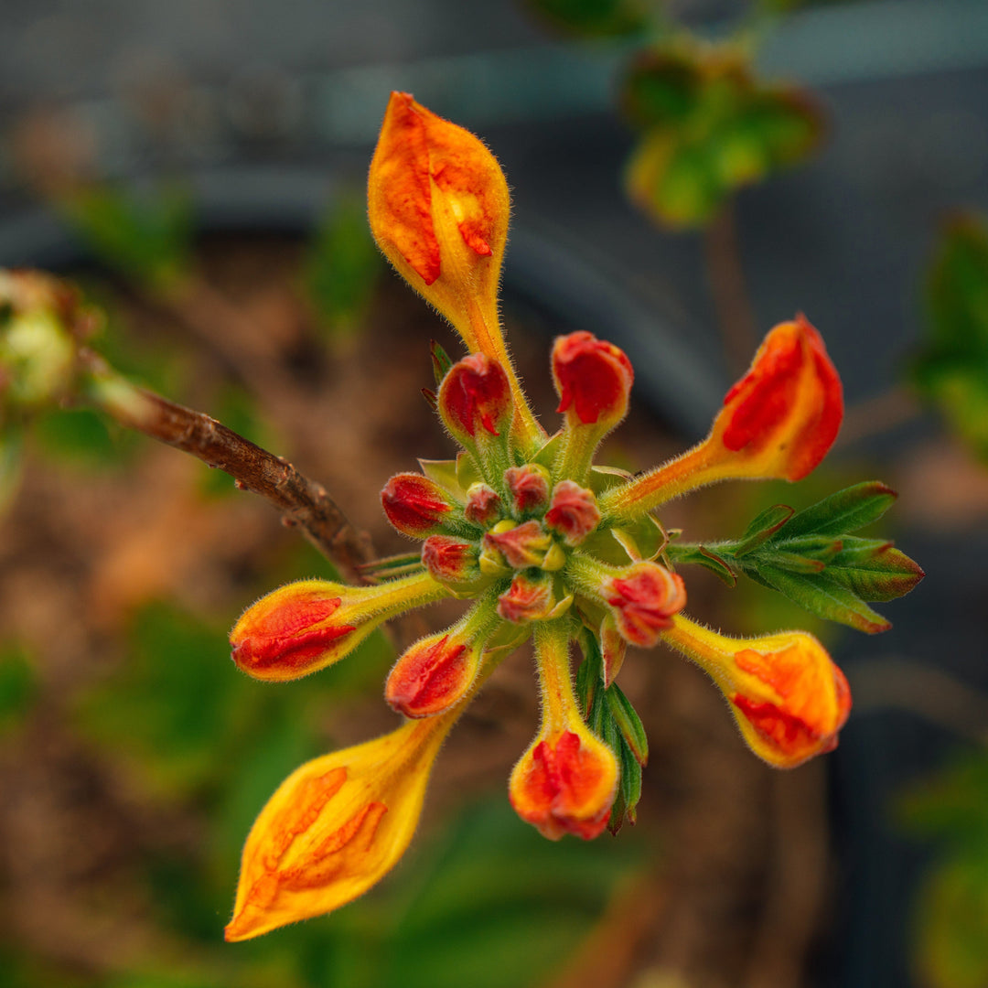 Rhododendron ‘QbackB’ PP27083 ~ Azalea Sunbow® Solar Flare