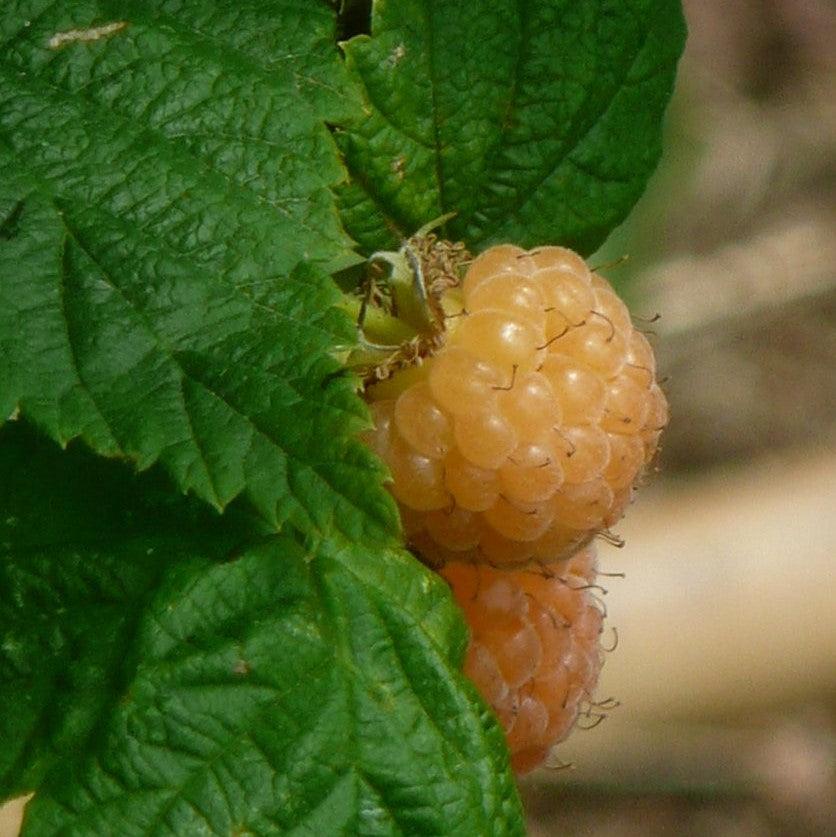 Rubus idaeus var. strigosus 'Fall Gold' ~ Fall Gold Everbearing Raspberry