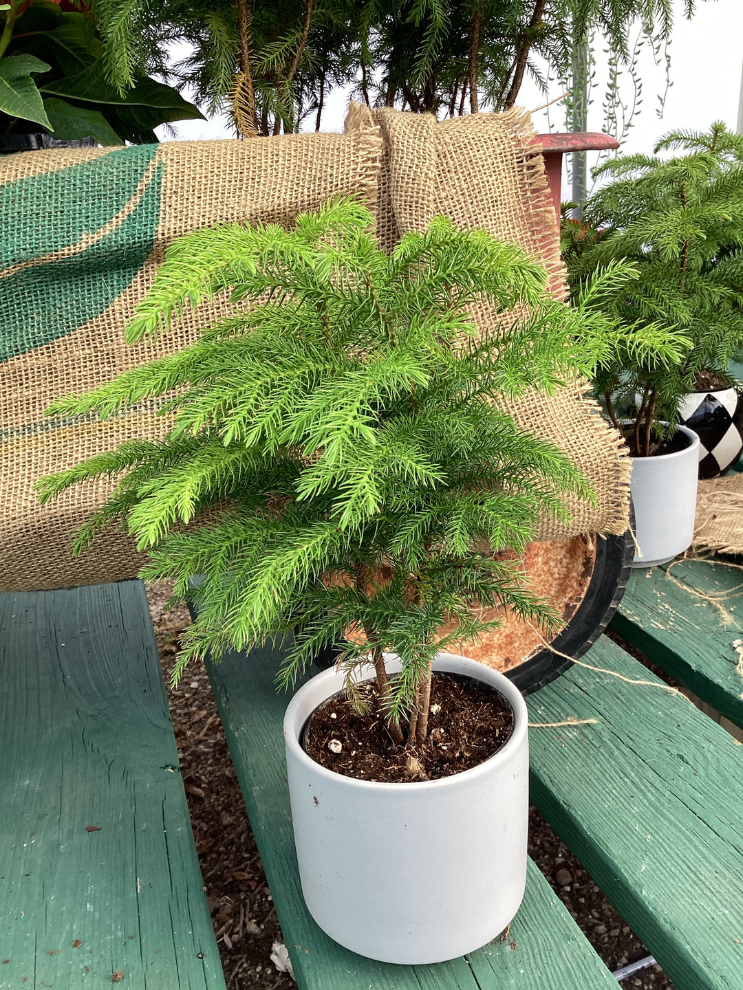 Norfolk Island Pine
