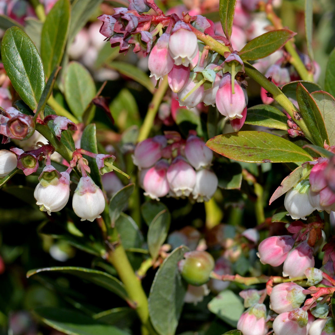 Blueberry 'Premier'