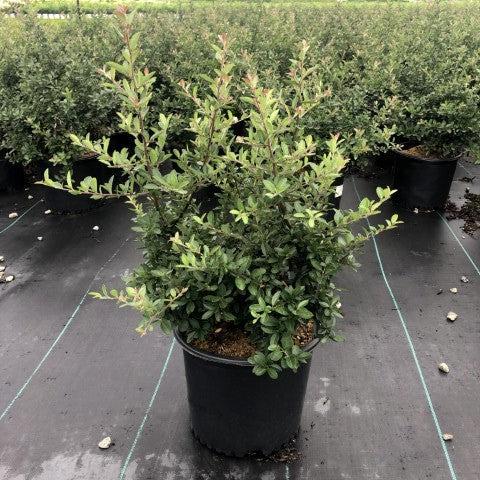 Pyracantha x 'Mohave' ~ Mohave Firethorn Shrub