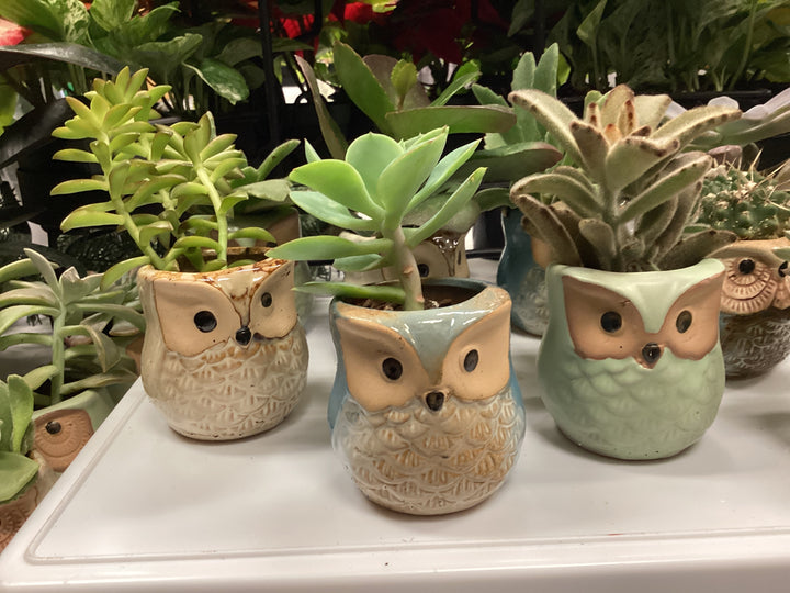 Mini Ceramic Owl Planter with Succulent