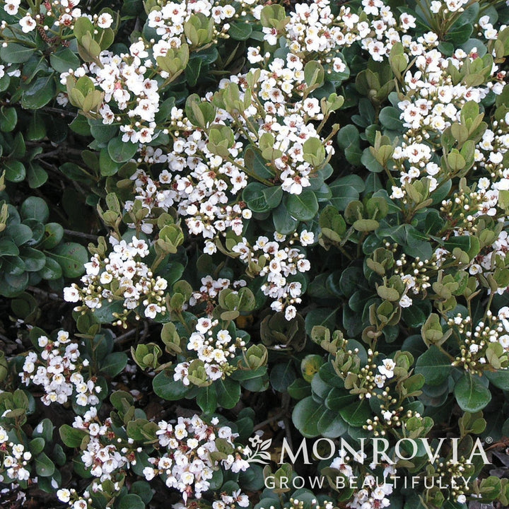 Rhaphiolepis x delacourii 'Georgia Petite' ~ Monrovia® Georgia Petite Indian Hawthorn