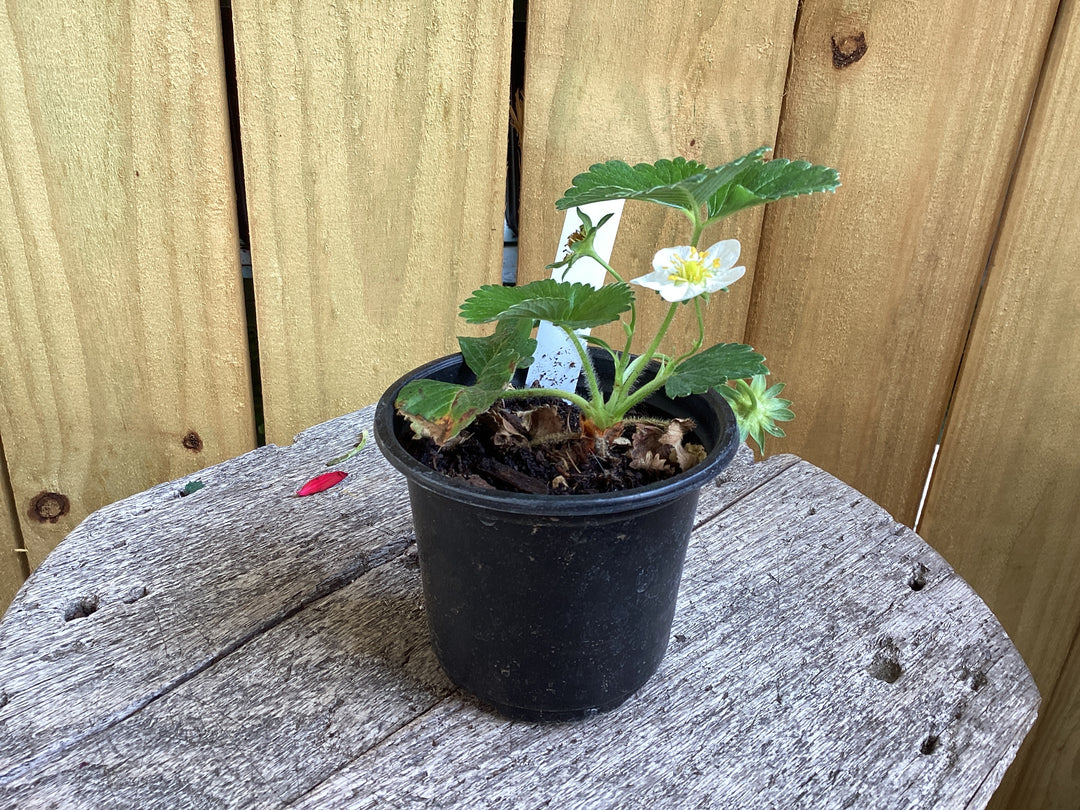 Strawberry 4 in. - Chandler and Native Organic