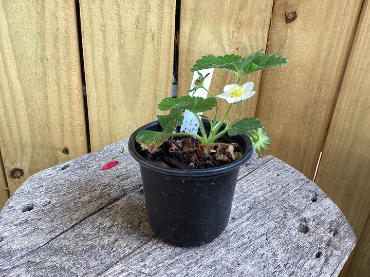 Strawberry 4 in. - Chandler and Native Organic