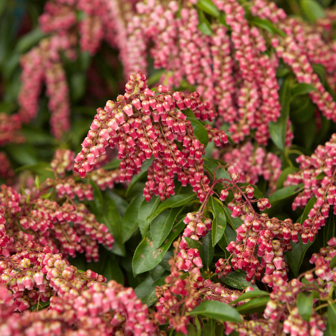 Pieris japonica 'Cabernet' PP #29,130 ~ Monrovia® Enchanted Forest® Gay Goblin™ Pieris