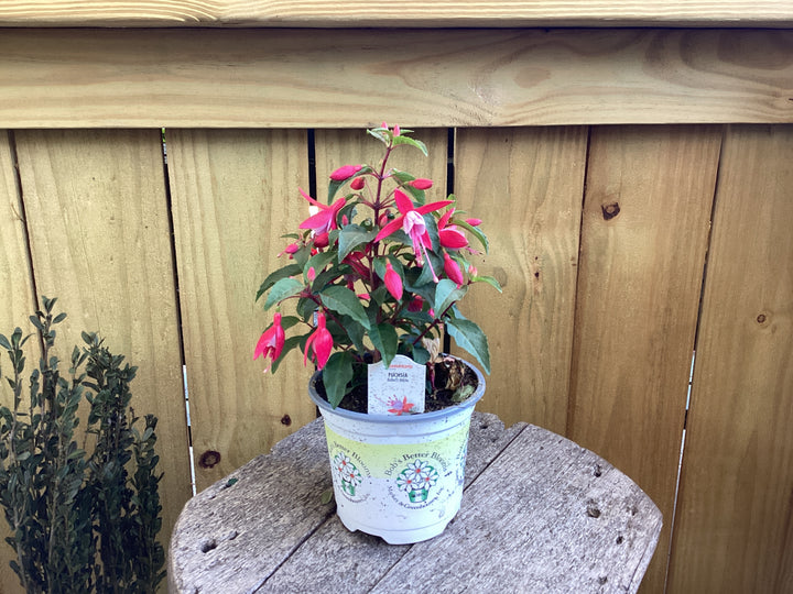 Fuchsia