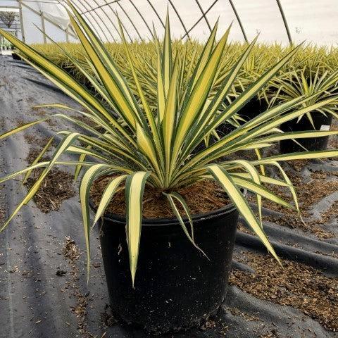 Yucca filamentosa 'Color Guard' ~ Color Guard Adam's Needle, Yucca