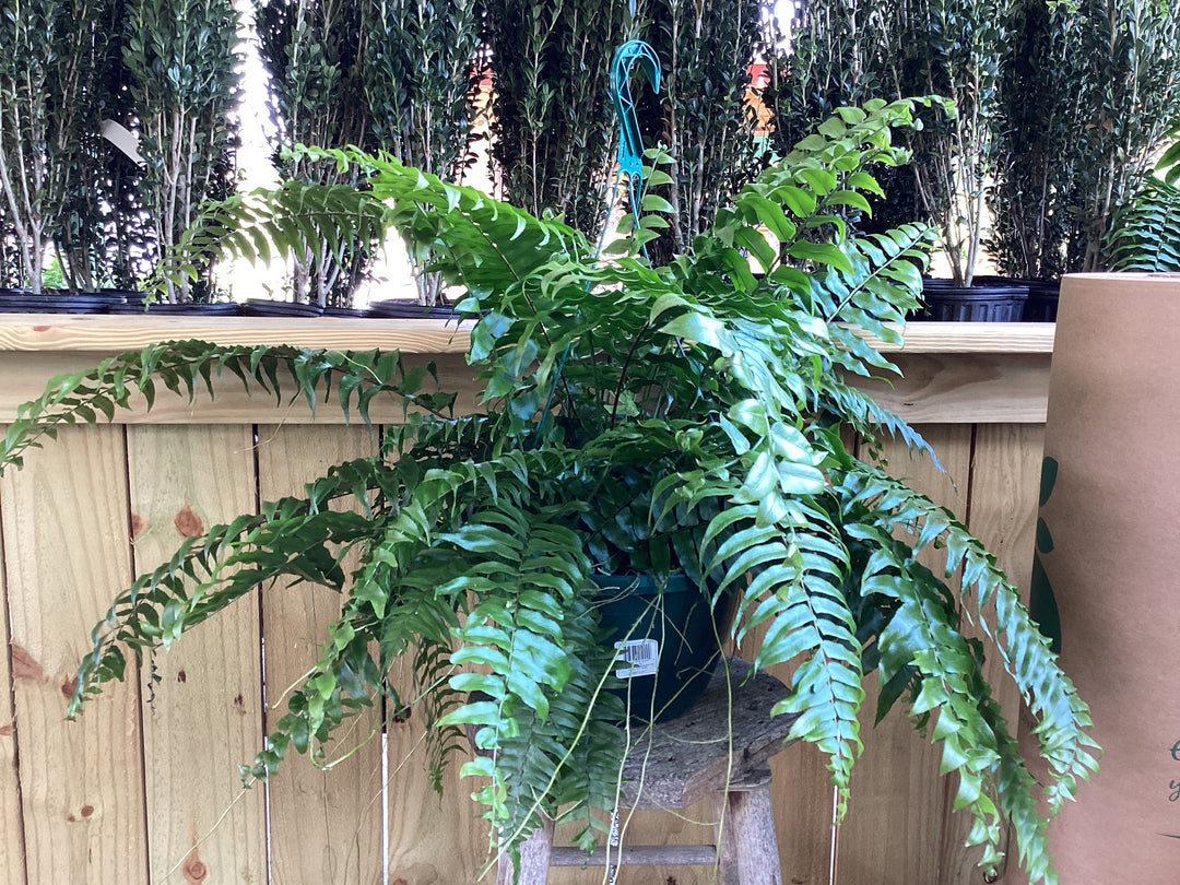 HB Hanging Basket - Macho Fern