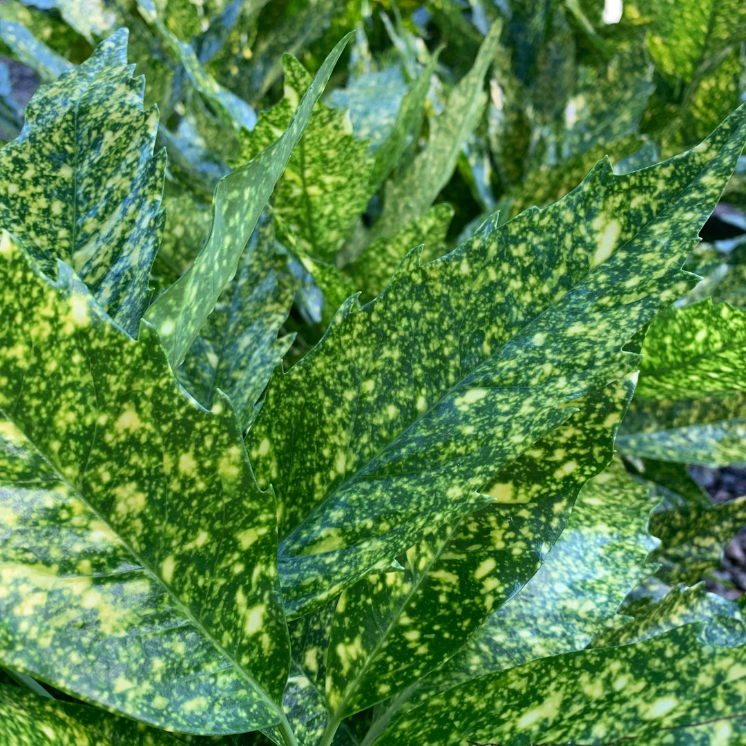 Aucuba japonica 'Variegata' ~ Gold Dust Aucuba, Gold Dust Laurel