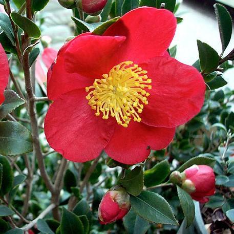 Camellia sasanqua 'Yuletide' ~ Yuletide Camellia