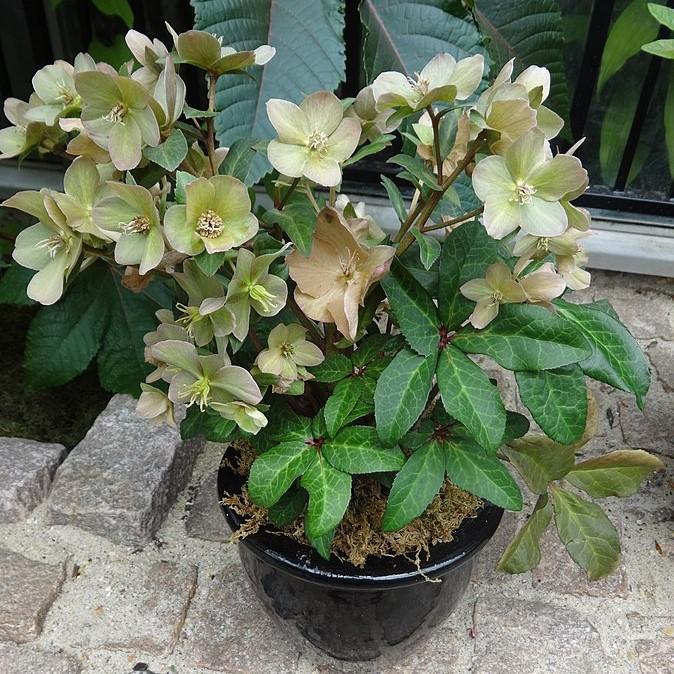 Helleborus hybridus ~ Hybrid Hellebore, Lenten Rose