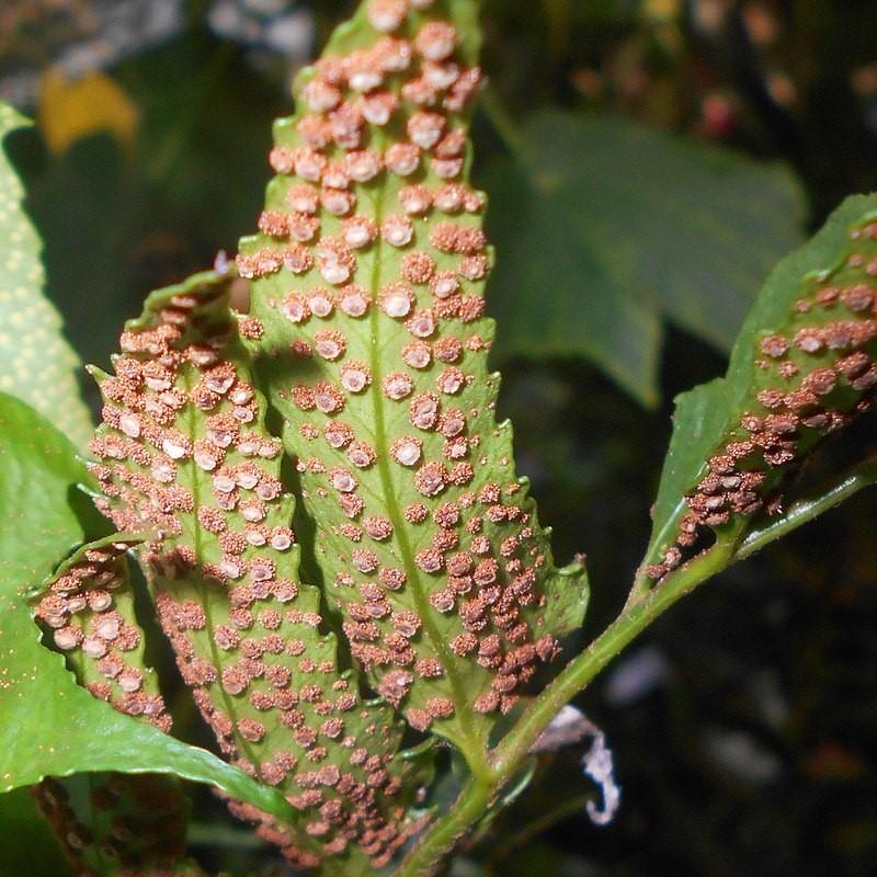 Cyrtomium falcatum ~ Japanese Holly Fern