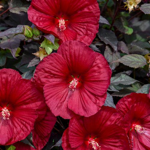 Hibiscus 'Holy Grail' ~ Summerific® Holy Grail Hibiscus