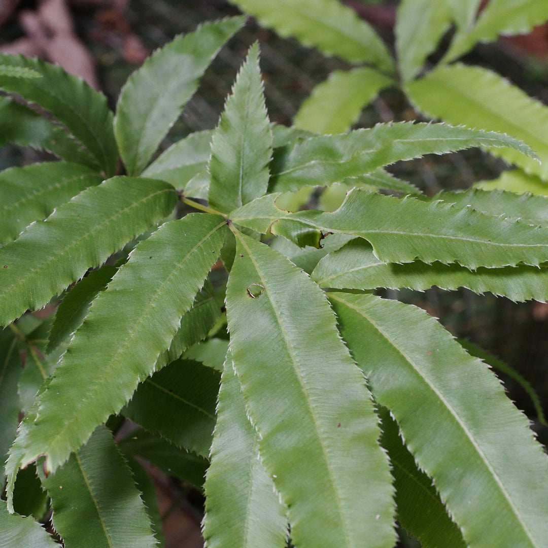 Pteris cretica 'Velociraptor’ ~ Monrovia® Jurassic™ Velociraptor Ribbon Fern