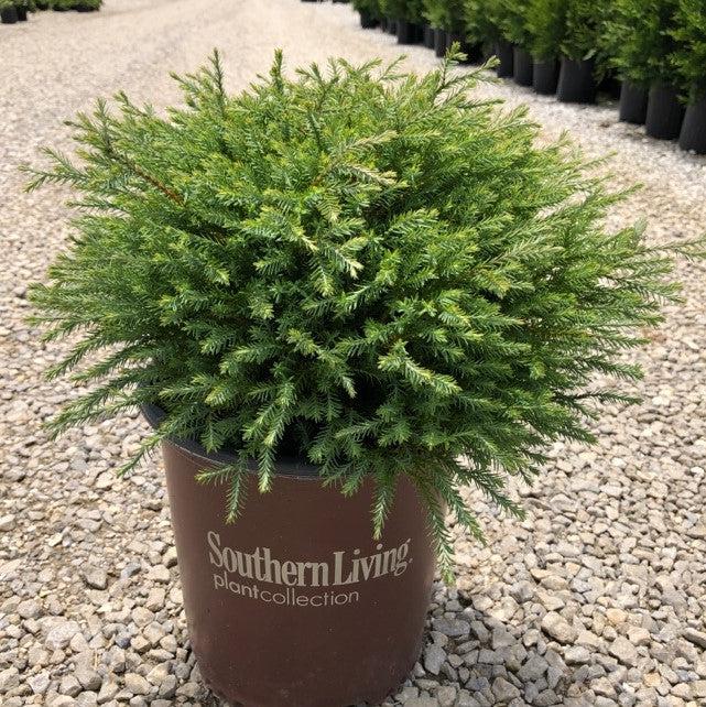 Thuja occidentalis 'Concesarini' ~ Pancake™ Arborvitae