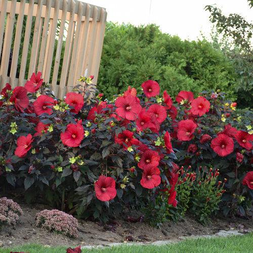 Hibiscus 'Holy Grail' ~ Summerific® Holy Grail Hibiscus