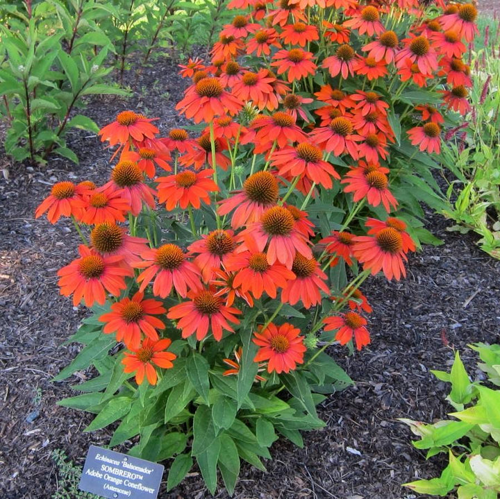 Echinacea x 'Balsomador' PP #26,639 ~ Sombrero® Adobe Orange Improved Coneflower