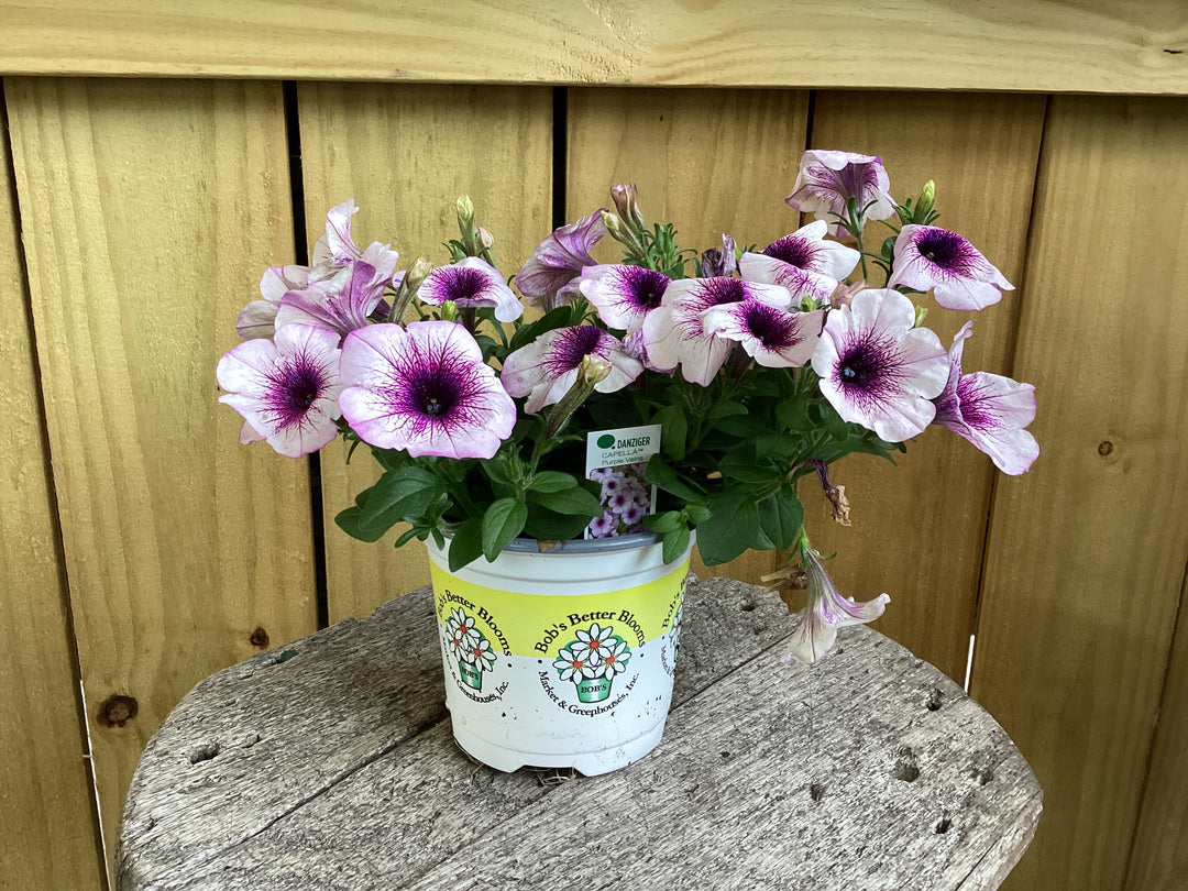 4 inch - Annual FLOWER