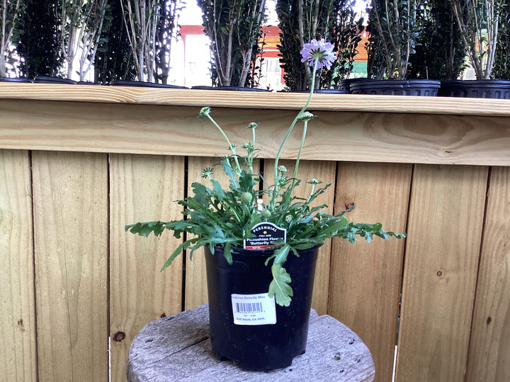 Perennial - 1 gallon
